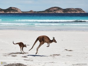 kangaroo-island